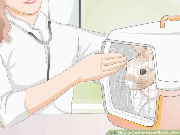 Image intitulée Traiter un Blessé du Lapin de la Patte de l